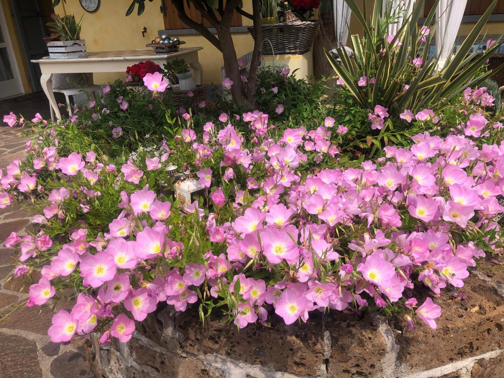 B & B Da Giusy Corte Franca Buitenkant foto